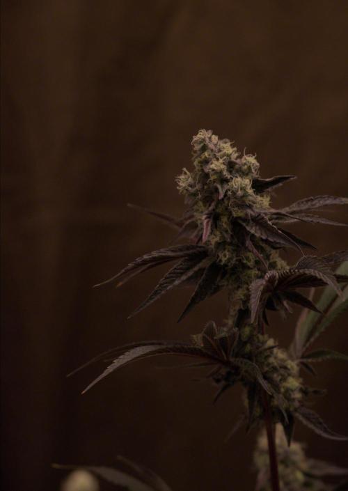 Tangerine Dream. Week 14