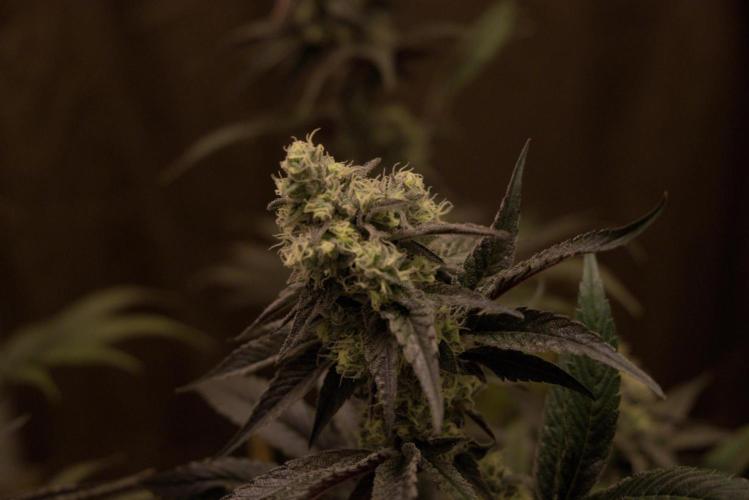 Tangerine Dream. Week 14