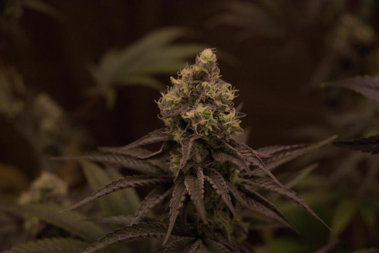 Tangerine Dream. Week 14