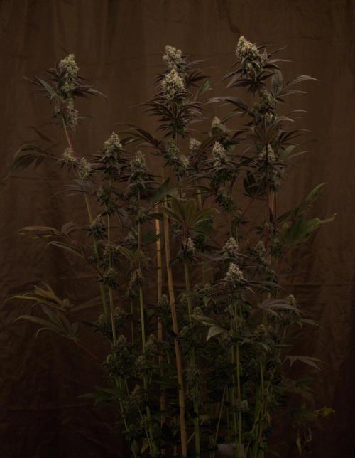 Tangerine Dream. Week 14