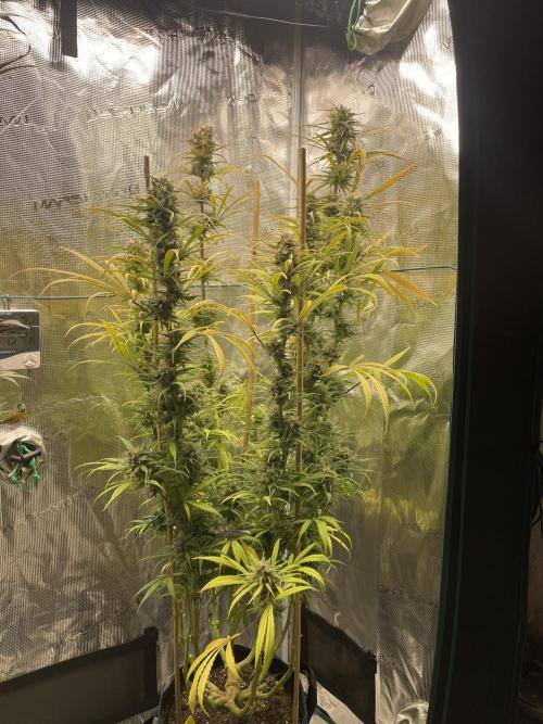 Strawberry Cough. Week 15