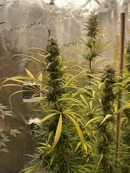 Strawberry Cough. Week 15