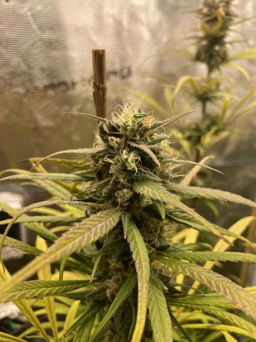 Strawberry Cough. Week 15