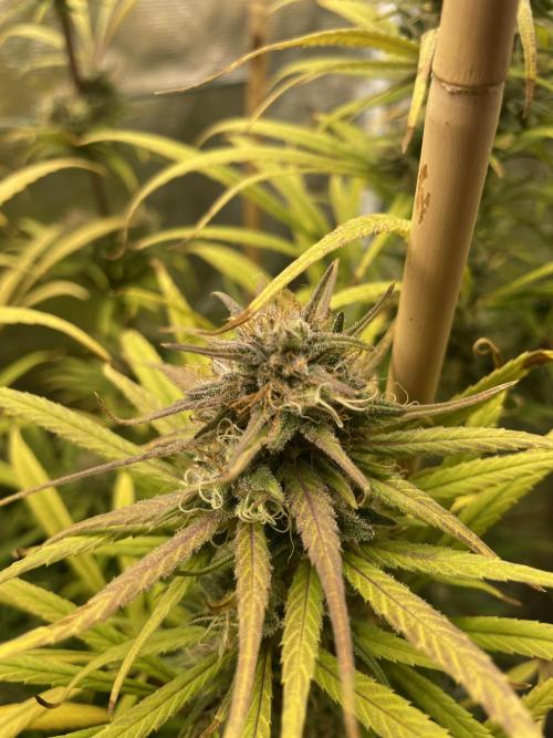 Strawberry Cough. Week 15