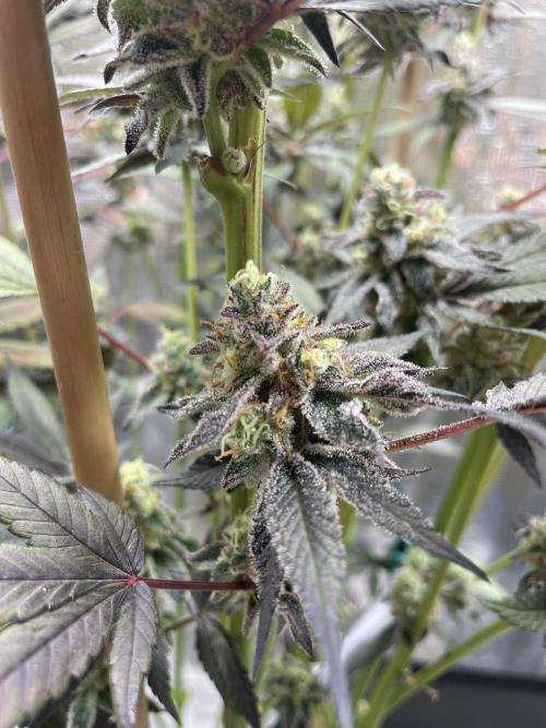 Tangerine Dream. Week 15