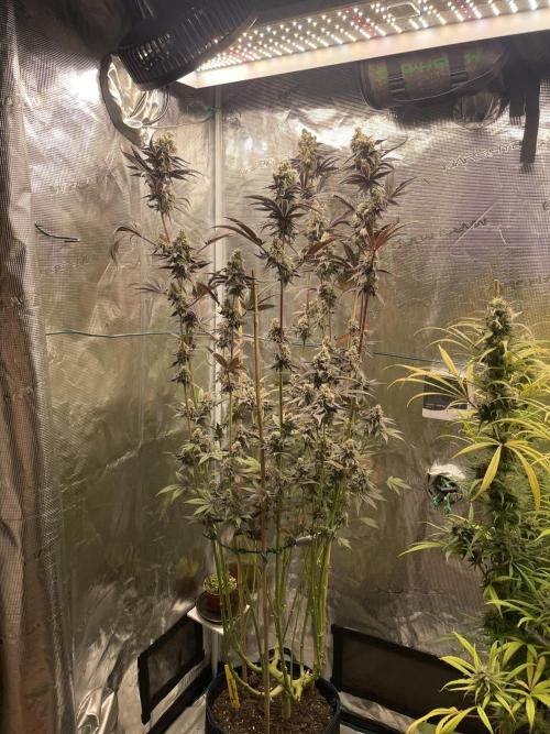 Tangerine Dream. Week 15