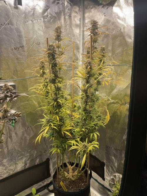 Strawberry Cough. Week 16