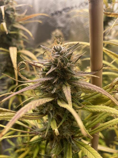 Strawberry Cough. Week 16