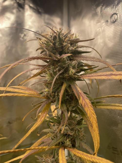 Strawberry Cough. Week 16