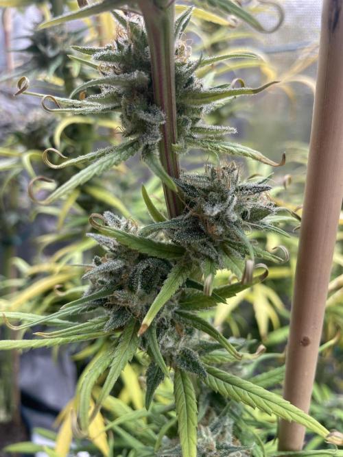 Strawberry Cough. Week 16