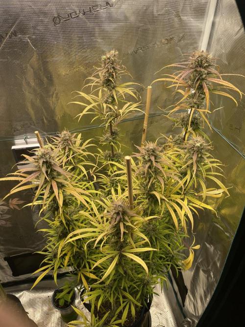 Strawberry Cough. Week 16