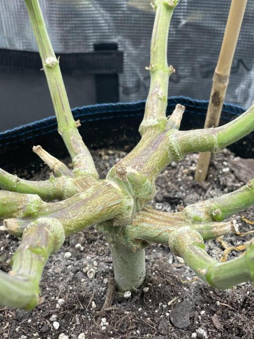 Strawberry Cough. Week 16