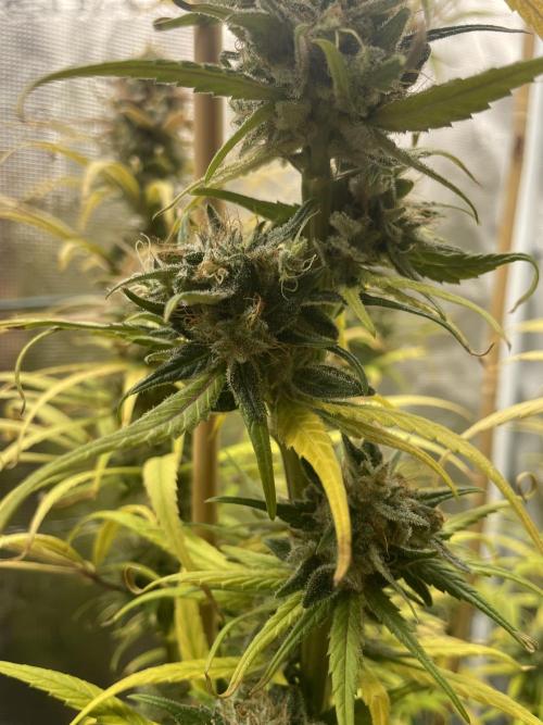 Strawberry Cough. Week 16