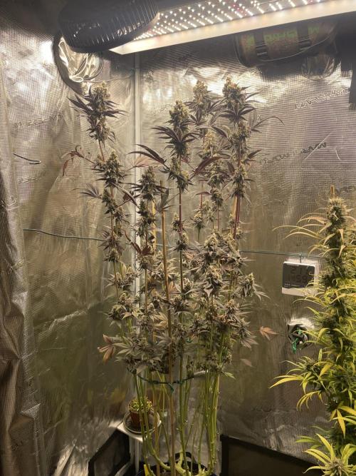 Tangerine Dream. Week 16