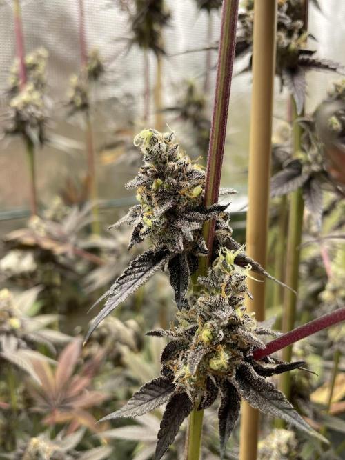 Tangerine Dream. Week 16