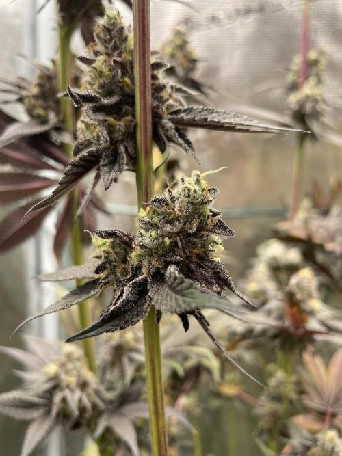 Tangerine Dream. Week 16