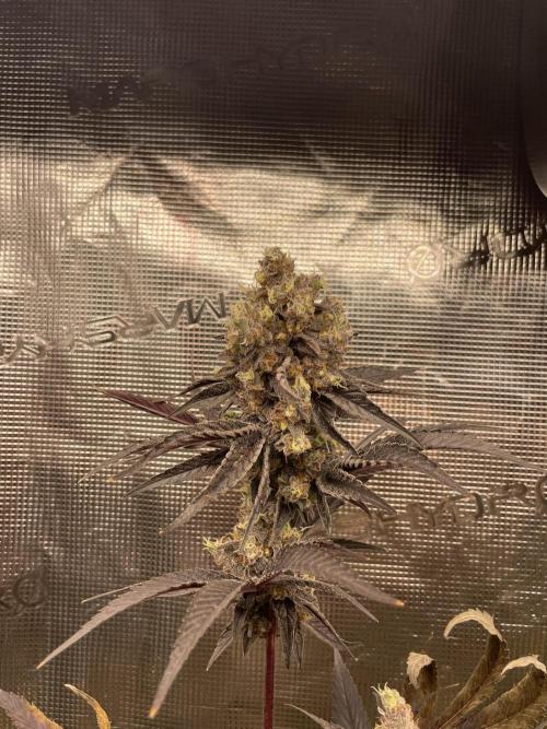 Tangerine Dream. Week 16