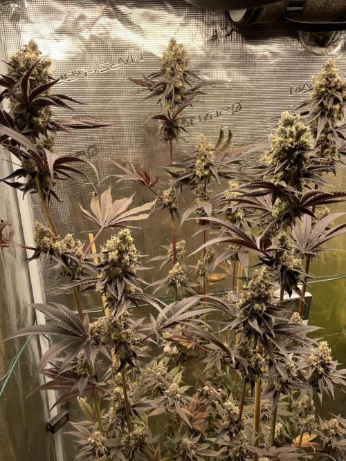 Tangerine Dream. Week 16