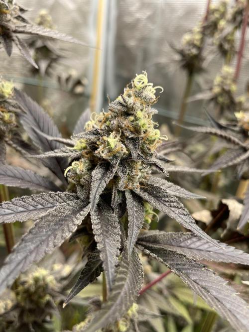 Tangerine Dream. Week 16