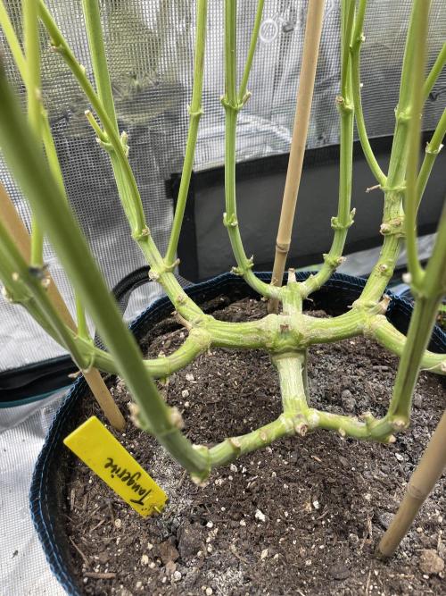 Tangerine Dream. Week 16