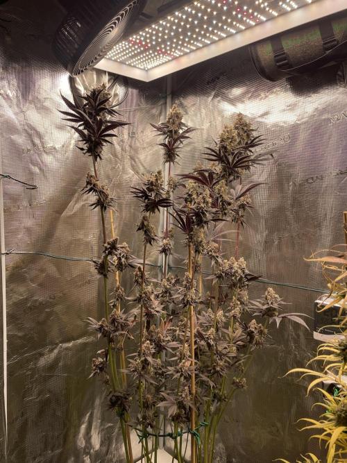 Tangerine Dream. Week 17