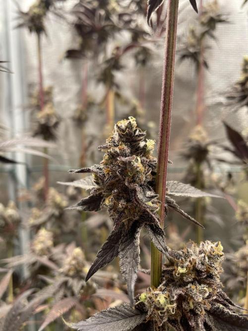 Tangerine Dream. Week 17