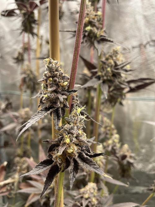 Tangerine Dream. Week 17