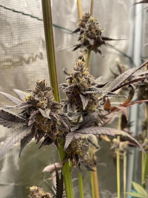 Tangerine Dream. Week 17