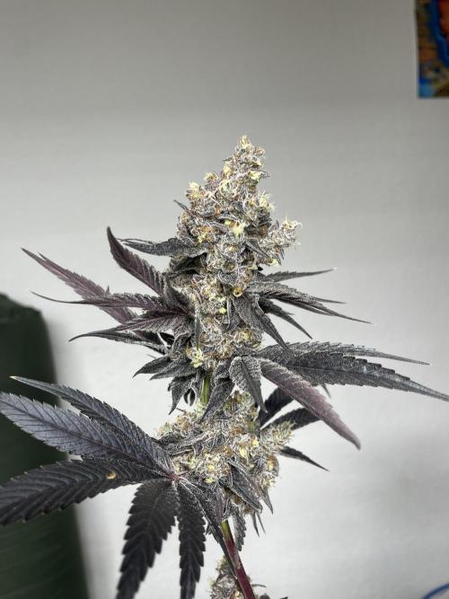 Tangerine Dream. Week 17