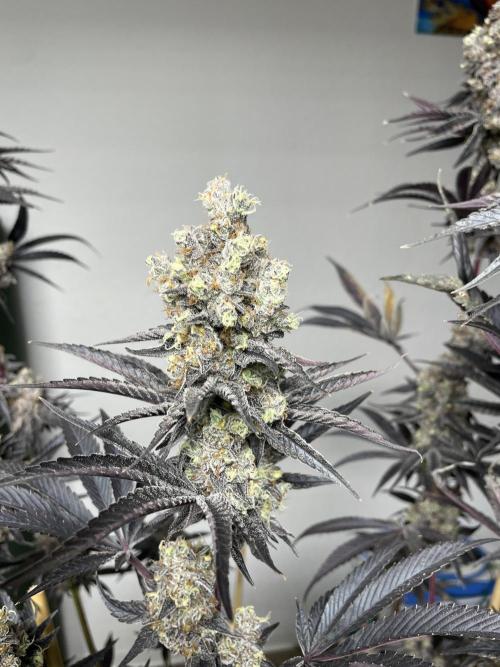 Tangerine Dream. Week 17