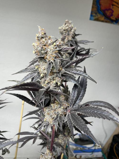 Tangerine Dream. Week 17