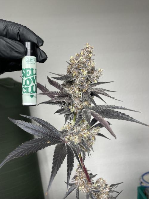 Tangerine Dream. Week 17