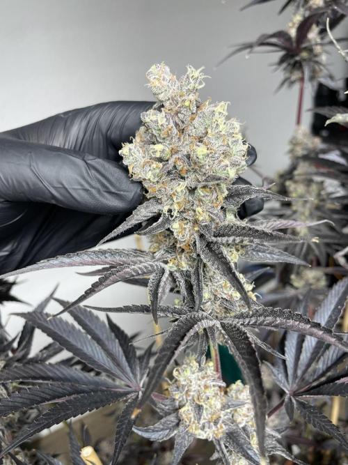 Tangerine Dream. Week 17