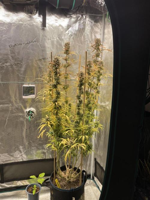 Strawberry Cough. Week 17