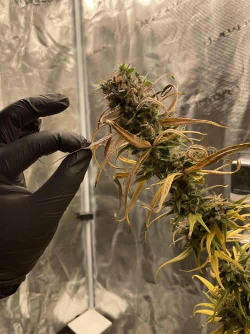 Strawberry Cough. Week 17