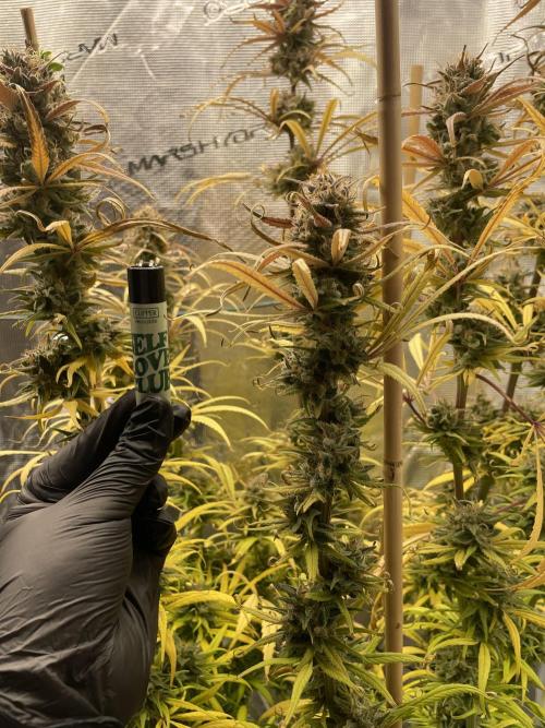 Strawberry Cough. Week 17