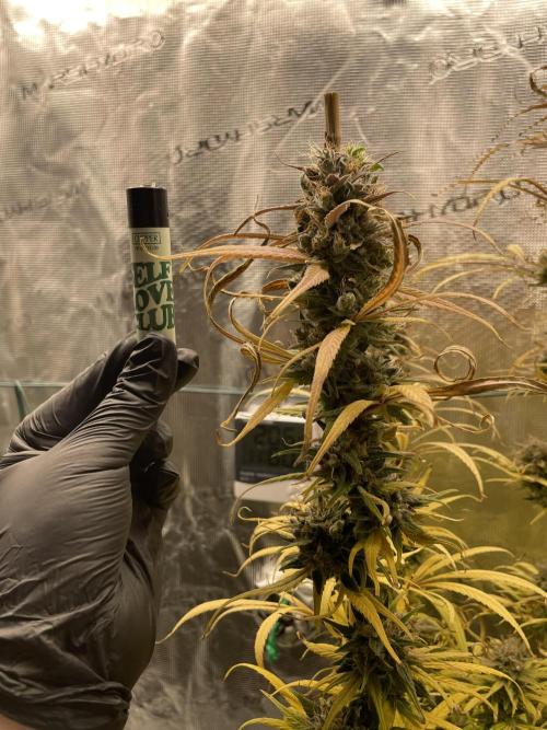 Strawberry Cough. Week 17