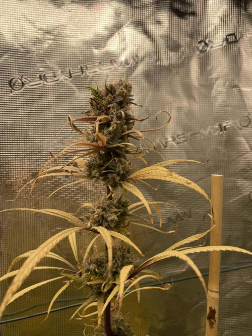 Strawberry Cough. Week 17