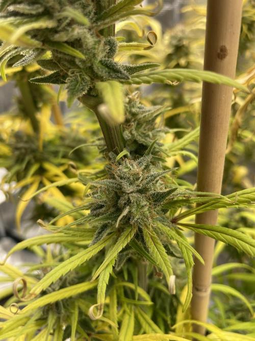 Strawberry Cough. Week 17