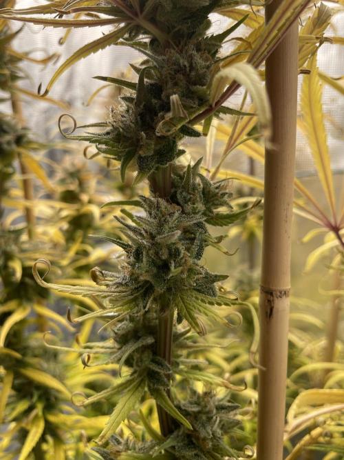 Strawberry Cough. Week 17