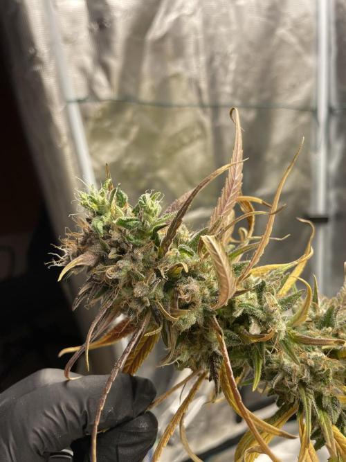 Strawberry Cough. Week 17