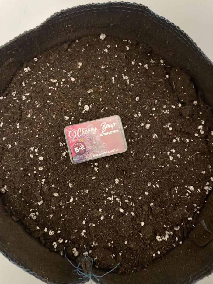 Cherry Zoap (II). Week 0