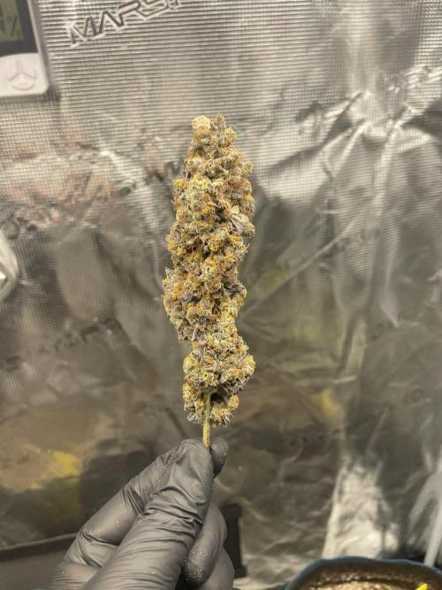 Tangerine Dream. Week 18