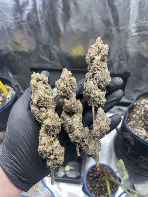 Tangerine Dream. Week 18