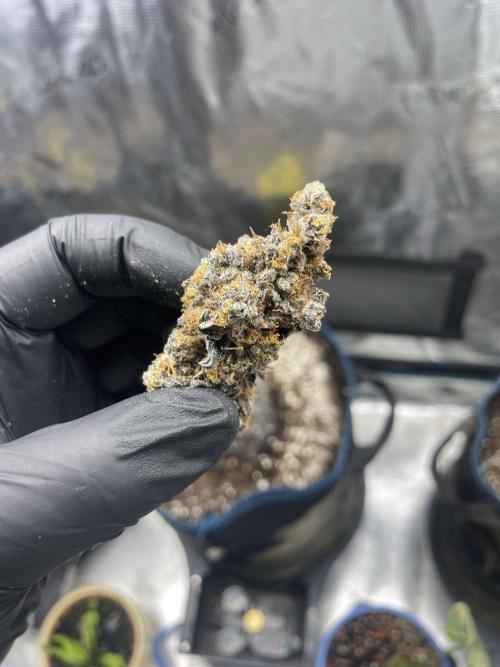 Tangerine Dream. Week 18