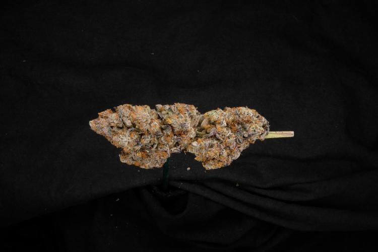 Tangerine Dream. Week 18