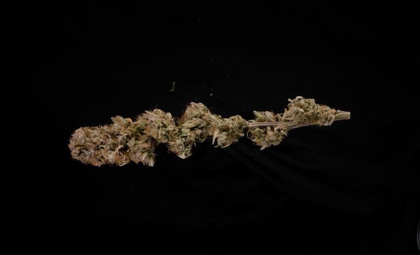 Strawberry Cough. Week 18