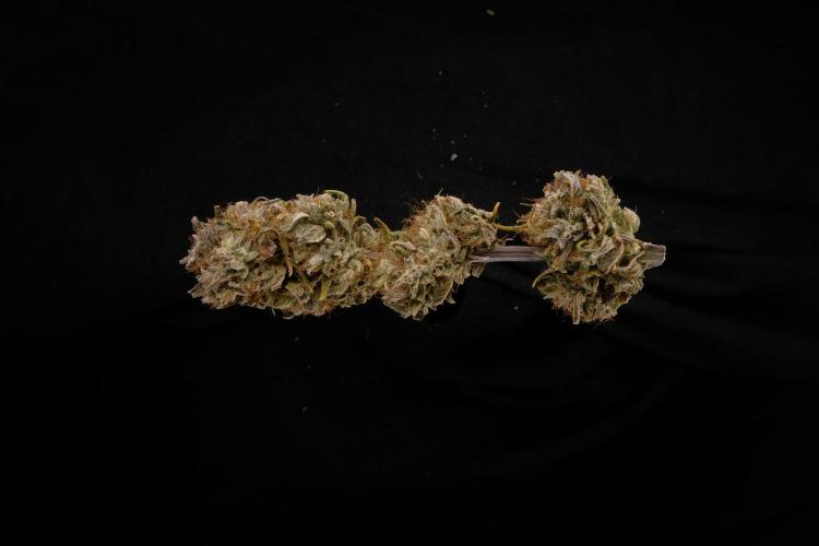 Strawberry Cough. Week 18