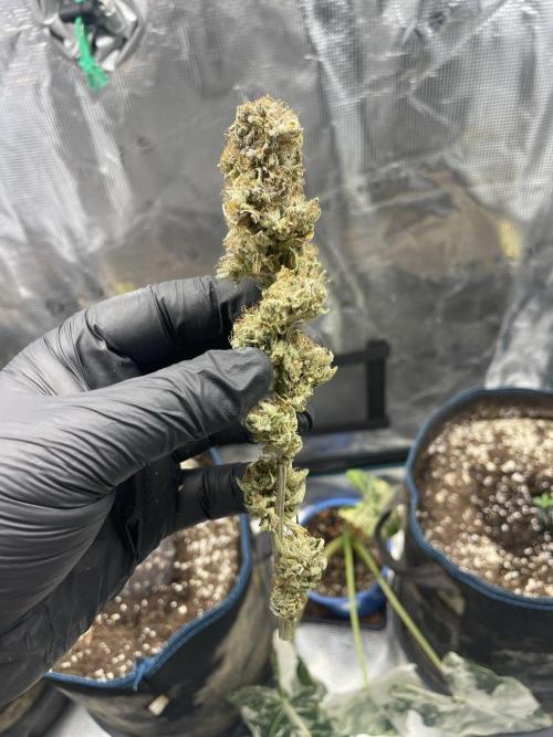 Strawberry Cough. Week 18