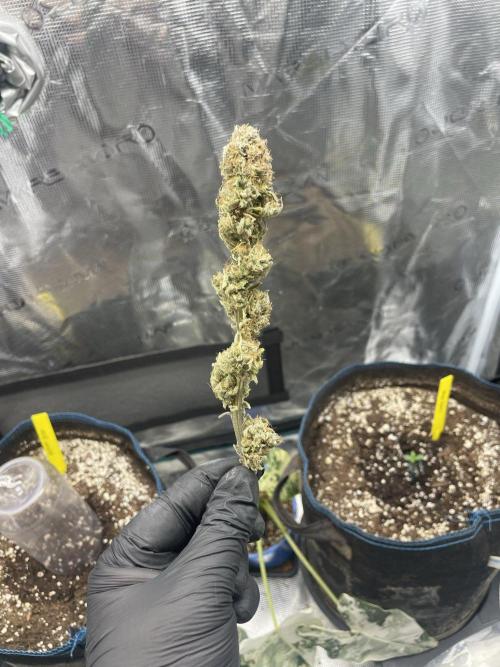 Strawberry Cough. Week 18